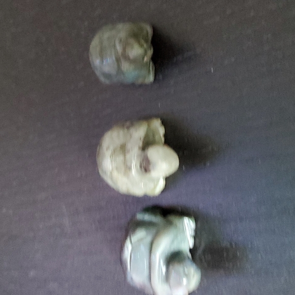 Turtle Family 🐢🐢🐢 - Picture 3 of 9